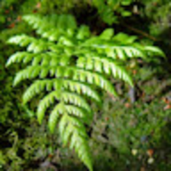 Meet your Posher, Kim - Picture 1 of 1